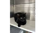 Adopt Maple a All Black Domestic Shorthair / Domestic Shorthair / Mixed cat in