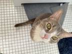 Adopt Dill Pickle a Tan or Fawn Domestic Shorthair / Domestic Shorthair / Mixed