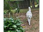 Adopt Sasha a White Husky / Mixed dog in Mt Juliet, TN (41352075)