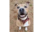 Adopt Boogie Bear a Tan/Yellow/Fawn American Pit Bull Terrier / Mixed Breed