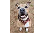 Adopt Boogie Bear a Tan/Yellow/Fawn American Pit Bull Terrier / Mixed dog in