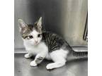 Adopt Marty a White Domestic Shorthair / Domestic Shorthair / Mixed cat in