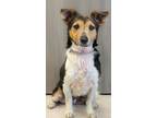 Adopt Curly a Black Jack Russell Terrier / Mixed dog in Batavia, OH (41352019)
