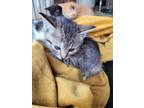 Adopt Kittens / 2 Males - 1 Female a Tiger Striped American Shorthair / Mixed