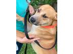 Adopt Banjo a Labrador Retriever / Mixed dog in Darlington, SC (41352061)