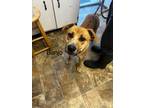 Adopt Banjo a Labrador Retriever / Mixed dog in Darlington, SC (41352061)