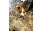 Adopt Kazoo a Labrador Retriever / Mixed dog in Darlington, SC (41352060)