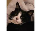 Adopt Joey a Black & White or Tuxedo Domestic Longhair (long coat) cat in