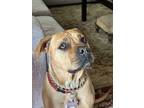 Adopt Mona a Red/Golden/Orange/Chestnut American Pit Bull Terrier / Mixed dog in