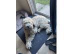 Adopt Elsa a Tan/Yellow/Fawn - with White Newfoundland / Poodle (Standard) /