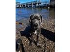 Adopt King a Gray/Blue/Silver/Salt & Pepper Cane Corso / Mixed dog in Bronx
