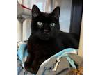 Adopt Lil Duke a Domestic Shorthair / Mixed (short coat) cat in Barron