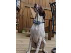 Adopt Cooper a White - with Brown or Chocolate German Shorthaired Pointer /