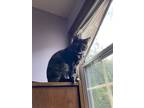 Adopt Evie a Tortoiseshell Tabby / Mixed (short coat) cat in Augusta