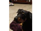 Adopt Maya a Black - with Tan, Yellow or Fawn Rottweiler / Mixed dog in San