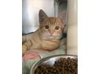 Adopt Clove a Orange or Red Domestic Shorthair / Domestic Shorthair / Mixed