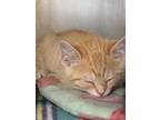 Adopt Chili a Orange or Red Domestic Shorthair / Domestic Shorthair / Mixed