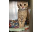 Adopt Dill a Orange or Red Domestic Shorthair / Domestic Shorthair / Mixed