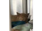 Adopt Basil a Orange or Red Domestic Shorthair / Domestic Shorthair / Mixed