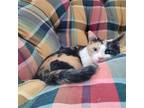 Adopt Tweety a Calico or Dilute Calico Domestic Shorthair / Mixed (short coat)