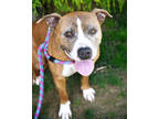 Adopt Bella a Brindle Mixed Breed (Large) / Mixed dog in Fallston, MD (41351890)
