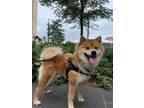 Adopt Apollo a Tan/Yellow/Fawn Shiba Inu / Mixed dog in Avenel, NJ (41351878)
