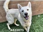 Adopt SHELTER NEEDS HELP! a White German Shepherd Dog / Siberian Husky / Mixed