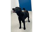 Adopt Murray a Black Labrador Retriever / Mixed Breed (Medium) / Mixed (short