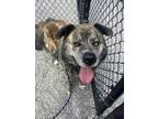 Adopt Atlas a Brown/Chocolate Dutch Shepherd / Mixed dog in Sylva, NC (41351937)