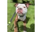 Adopt Asher a Red/Golden/Orange/Chestnut American Pit Bull Terrier / English