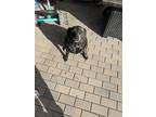 Adopt Willow a Black Labrador Retriever / Mixed dog in Tolleson, AZ (40162790)