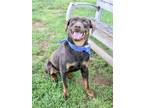 Adopt WILSON a Brown/Chocolate Rottweiler / Mixed dog in Murfreesboro