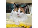 Adopt LUNA a Domestic Mediumhair / Mixed (medium coat) cat in Murfreesboro