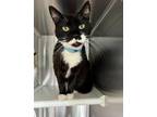 Adopt SILLY a Black & White or Tuxedo Domestic Shorthair / Mixed (short coat)