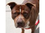 Adopt Ledger a Brown/Chocolate American Pit Bull Terrier / Mixed dog in