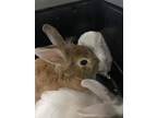 Adopt Rosie a Tan American / Mixed rabbit in Largo, FL (41215042)