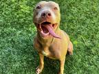 Adopt SHELTER NEEDS HELP! a Tan/Yellow/Fawn - with White Pit Bull Terrier /