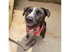 Adopt Bart a Black - with White Labrador Retriever / Mixed Breed (Medium) /