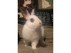 Adopt Baby 1-Smudge a Blanc de Hotot / Mixed (short coat) rabbit in POMONA