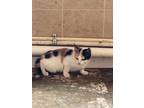 Adopt Juliet a Domestic Shorthair / Mixed (short coat) cat in Arkadelphia