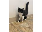Adopt Lucy a Domestic Longhair / Mixed (short coat) cat in Bourbonnais