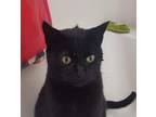 Adopt Bacon a Black (Mostly) American Shorthair / Mixed (short coat) cat in New