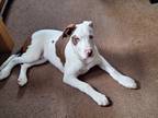 Adopt Kotchee a White - with Brown or Chocolate Husky / Great Dane / Mixed dog
