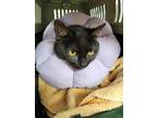 Adopt Poki a All Black Domestic Shorthair / Domestic Shorthair / Mixed cat in