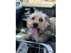 Adopt Darla a Terrier (Unknown Type, Small) / Mixed Breed (Medium) / Mixed dog