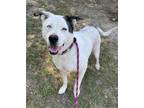 Adopt PETEY a White Mixed Breed (Large) / Mixed dog in Aiken, SC (41336800)