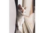 Adopt Cookie a White (Mostly) American Shorthair / Mixed (short coat) cat in