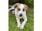 Adopt Finley a Tricolor (Tan/Brown & Black & White) Hound (Unknown Type) /