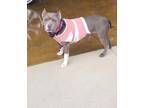 Adopt Nyla a Gray/Silver/Salt & Pepper - with White American Pit Bull Terrier