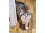 Adopt Jade a Domestic Shorthair / Mixed (short coat) cat in Cambridge